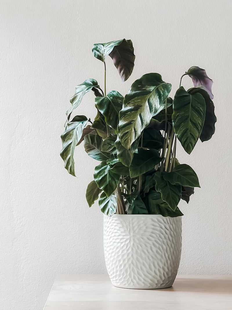 Indoor Planting